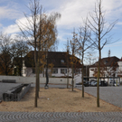 Baum IX.JPG