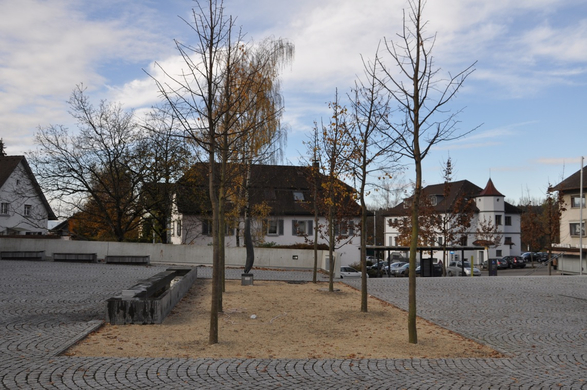 Baum IX.JPG