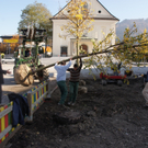 Baum IV.JPG