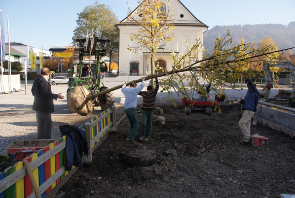 Baum IV.JPG