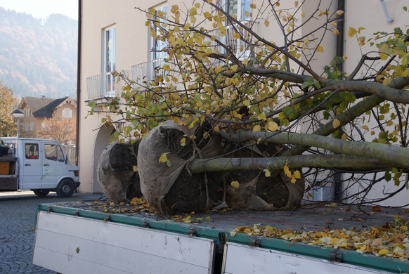 Baum I.JPG