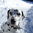 Hunde gehören nicht in die Schule