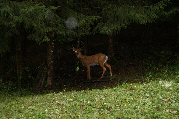 IMG_1180.JPG