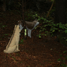 IMG_1221.JPG