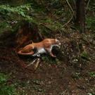 IMG_1240.JPG