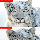 snowbloodyleopard.jpg