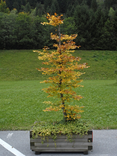 k-_DSC0064_JPG-1285864163