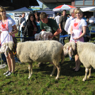 Fest der Schafe