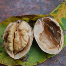 Einzelmotiv-Nuss- 1120 _3__jpg-1285947985