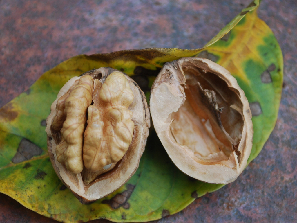 Einzelmotiv-Nuss- 1120 _3__jpg-1285947985