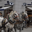 DSC_0196.JPG