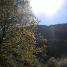 Bild 005_jpg-1286120075