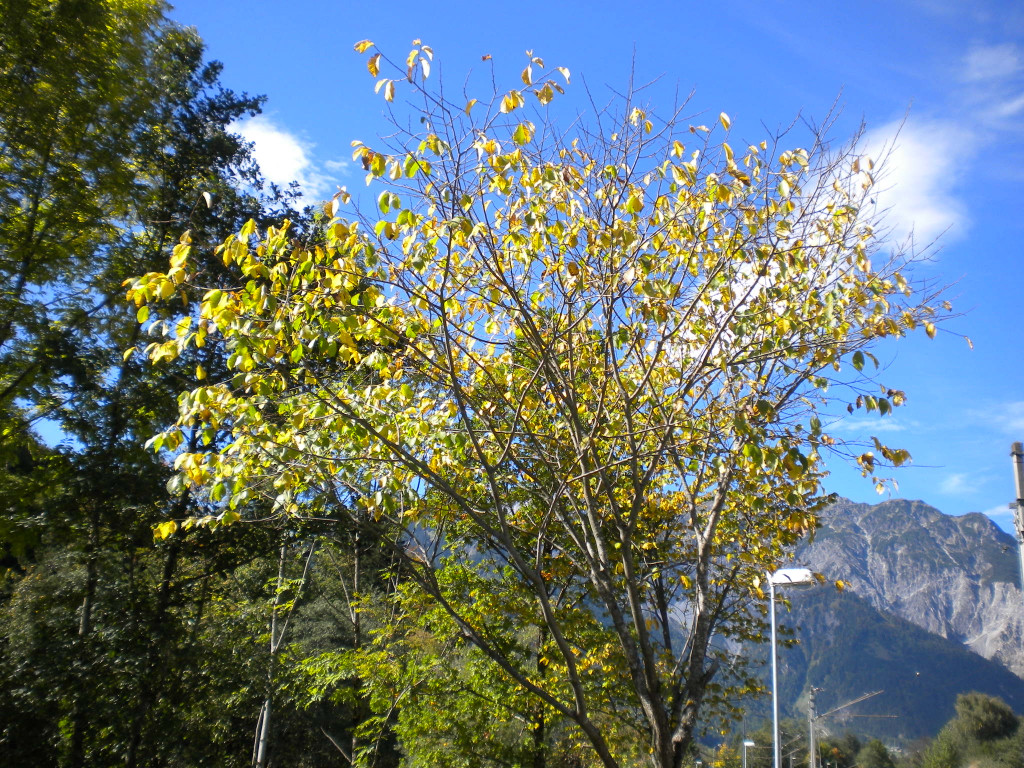Bild 021_jpg-1286120274