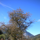 Bild 036_jpg-1286120446