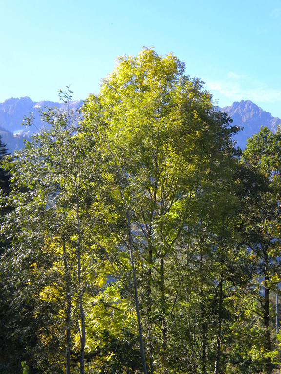 Bild 038_jpg-1286120480