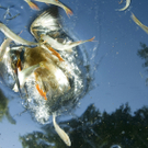Joe Petersburger Ungarn National Geographic Image Collection.jpg