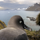 Paul Nicklen Kanada National Geographic.jpg