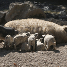 Bilder der Wollschwein-Ferkel