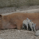ZooSBG_Radieschen_Saeugen.jpg