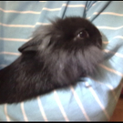 blacky.jpg