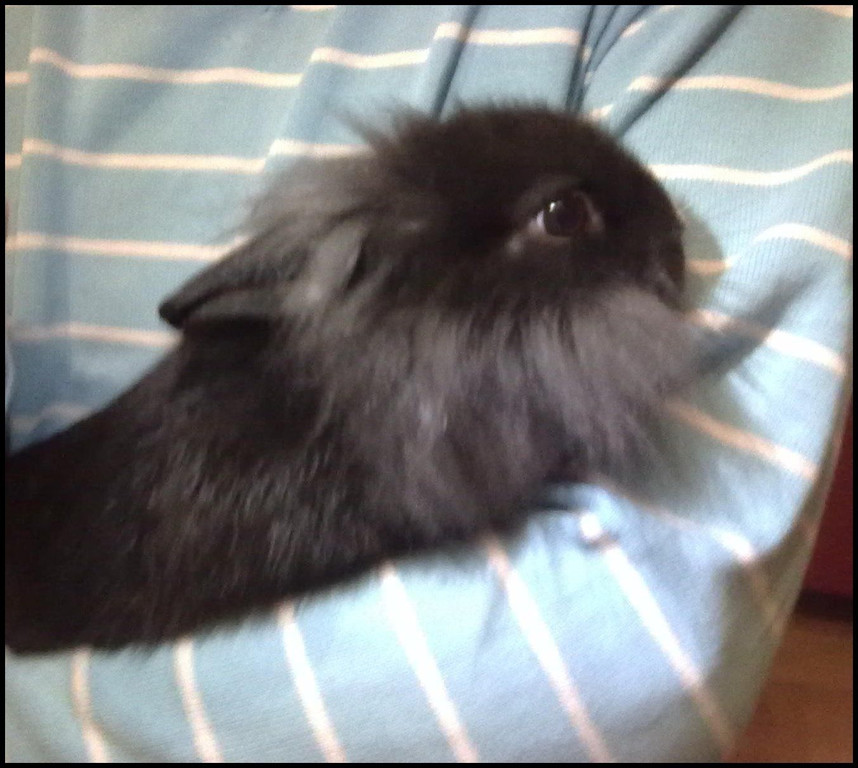 blacky.jpg