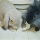 blacky_white.jpg