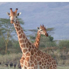 rei-safari.jpg