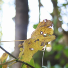 normal_071010herbstgmaktivnews__14_.jpg