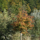 normal_071010herbstgmaktivnews__4_.jpg