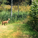 Herbststimmung im Rheindelta