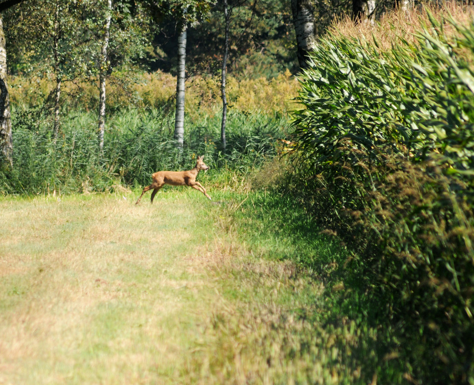 Ried 21_09_2010 32_jpg-1286551095