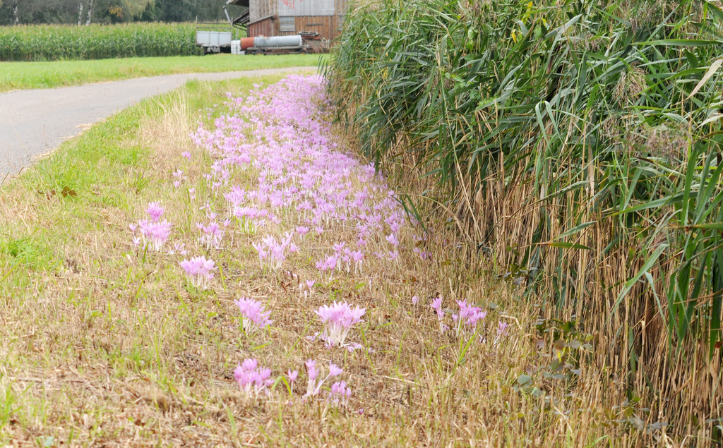 Ried 16_09_2010 3_jpg-1286550883