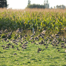 Ried 19_09_2010 5_jpg-1286550953