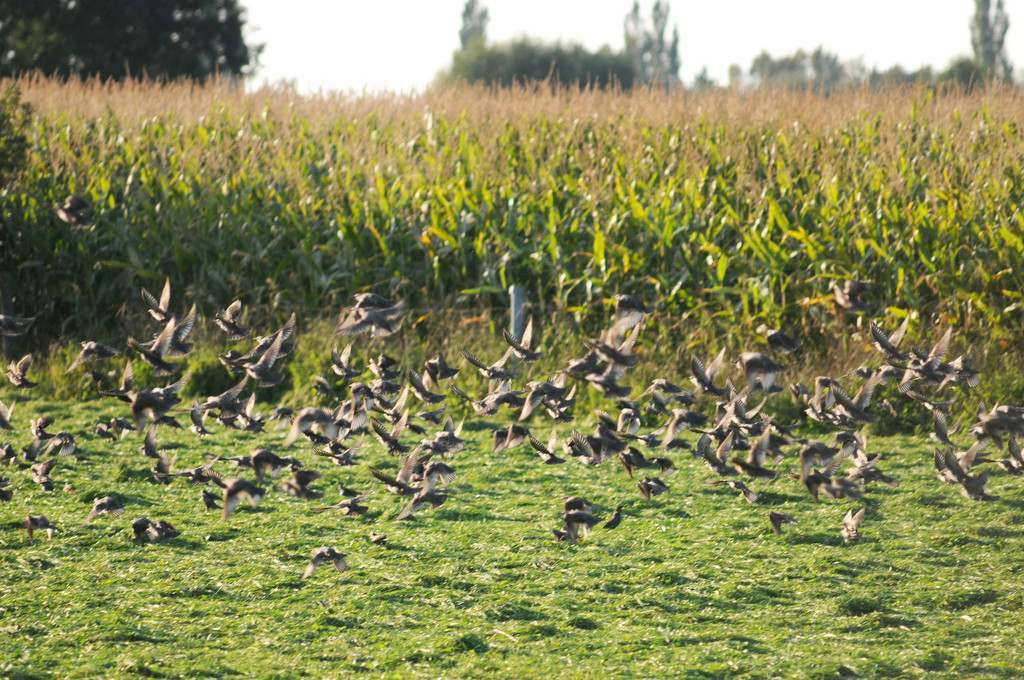 Ried 19_09_2010 5_jpg-1286550953