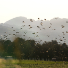 Ried 19_09_2010 9_jpg-1286550980
