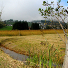 KOE_Riedplege Frastanzer Ried 3_jpg-1286647977