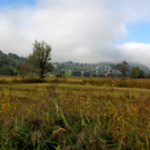 KOE_Riedplege Frastanzer Ried 4_jpg-1286647986