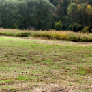 KOE_Riedplege Frastanzer Ried 5_jpg-1286647999
