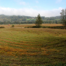 KOE_Riedplege Frastanzer Ried 6_jpg-1286648009