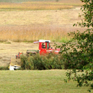 KOE_Riedplege Frastanzer Ried 9_jpg-1286648043