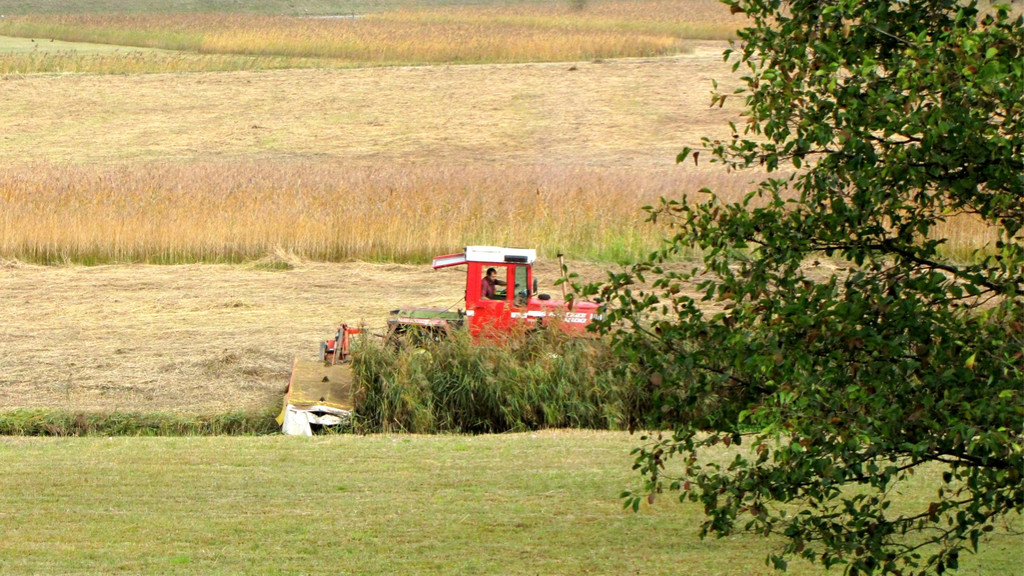 KOE_Riedplege Frastanzer Ried 9_jpg-1286648043