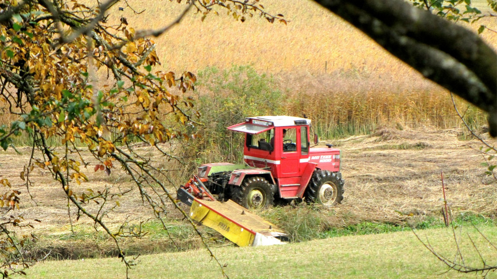 KOE_Riedplege Frastanzer Ried 12_jpg-1286648081