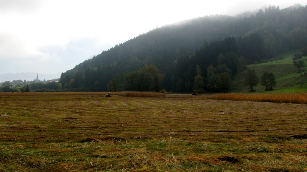 KOE_Riedplege Frastanzer Ried 13_jpg-1286648088