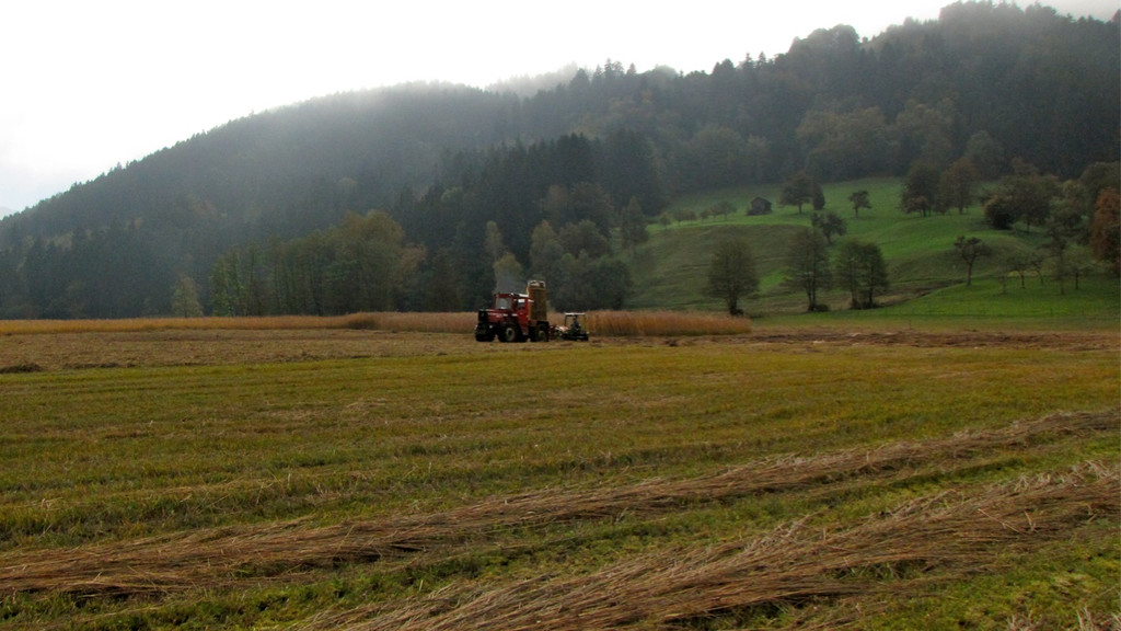 KOE_Riedplege Frastanzer Ried 15_jpg-1286648104