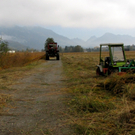 KOE_Riedplege Frastanzer Ried 22_jpg-1286648173