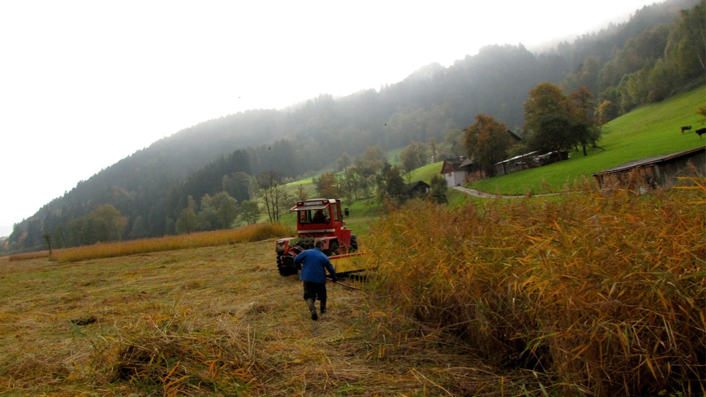 KOE_Riedplege Frastanzer Ried 25_jpg-1286648205