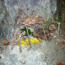 Hirschr__tte _18_.jpg