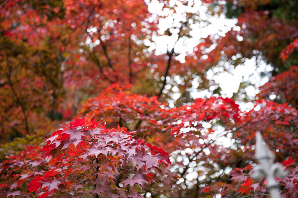 Herbstluft_jpg-1286866098