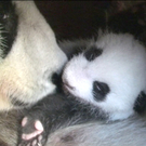 pandaAPA.jpg
