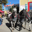 Jahrg__nger Ausflug Bad Schussenried 3_ 10_ 2010 039.JPG
